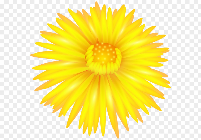 Flower Yellow Clip Art PNG