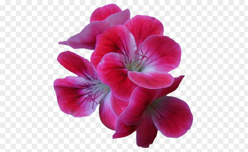Flower PNG