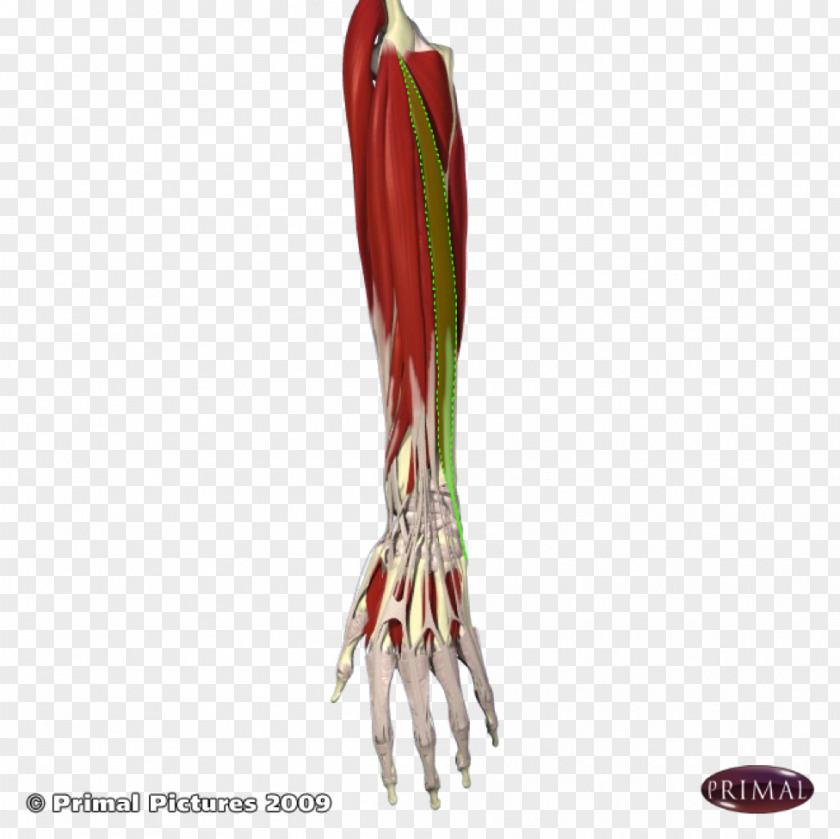 Halves Arm Extensor Digitorum Muscle Flexor Carpi Ulnaris Digiti Minimi PNG