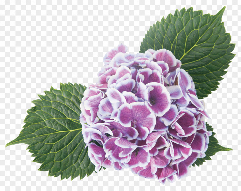 Hydrangea Petal Flower Plant Flowering Herbaceous PNG