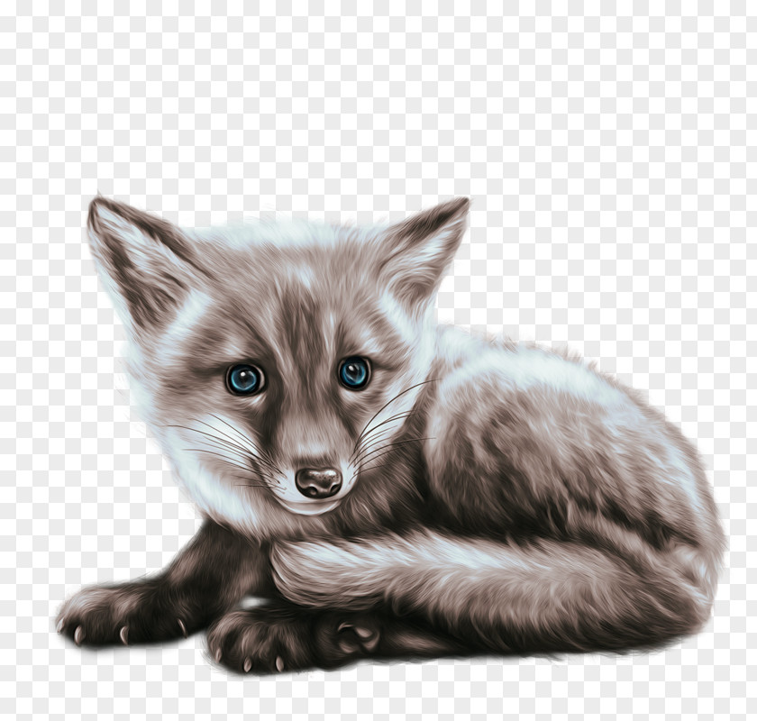 Kit Fox Small To Mediumsized Cats Lion Drawing PNG