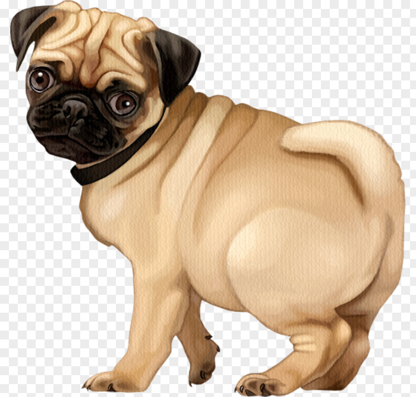 Puppy Pug Dog Breed Companion French Bulldog PNG