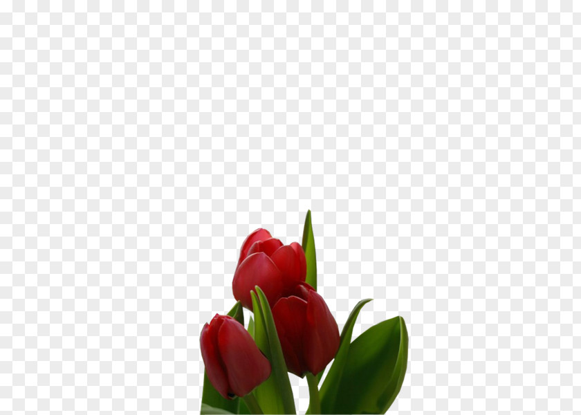 Tulip Digital Image Download PNG