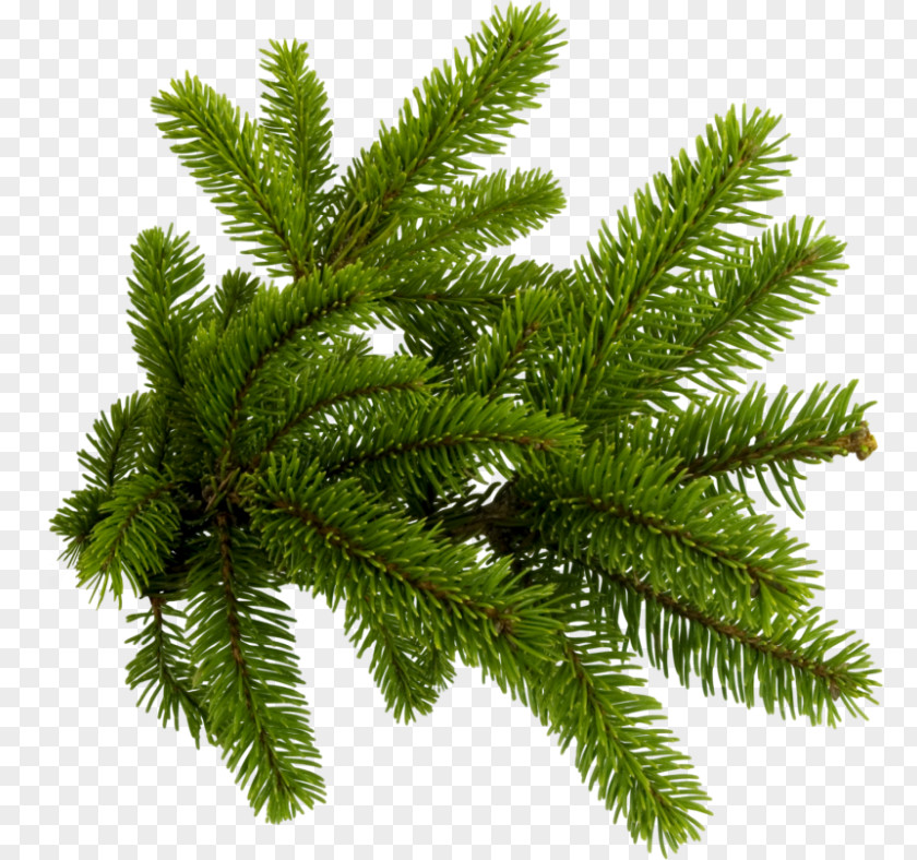 Conifer Pine Clip Art Image Fir PNG