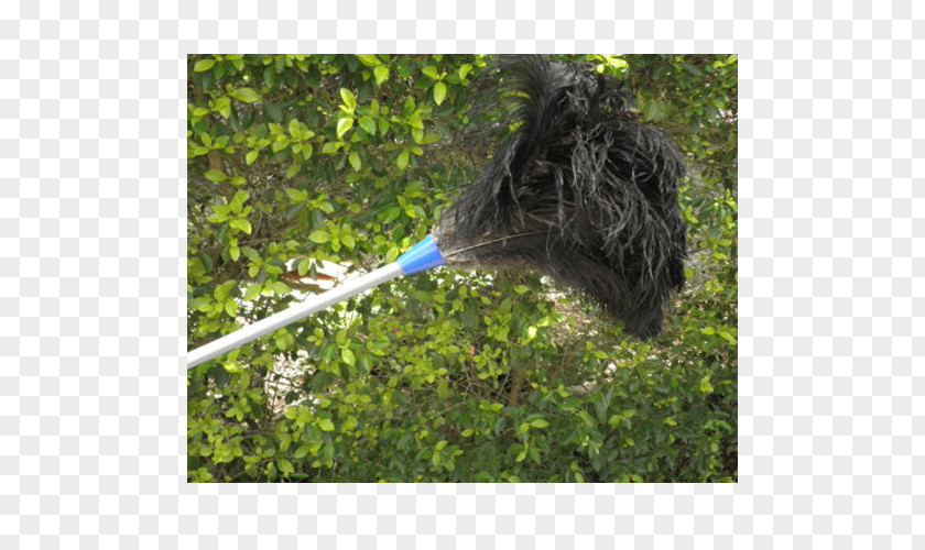 Feather Duster Common Ostrich Cleaning Lambswool PNG