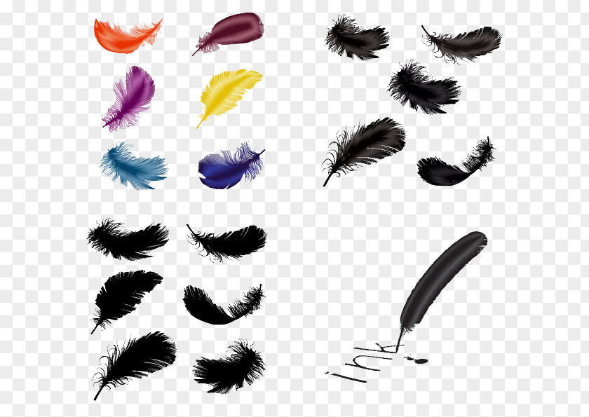 Feathers And Quills Feather Quill Adobe Illustrator PNG