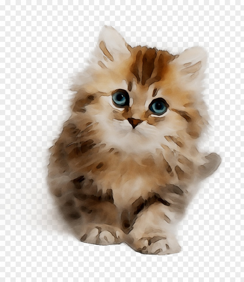 Kitten Persian Cat Asian Semi-longhair Cymric Ragamuffin PNG