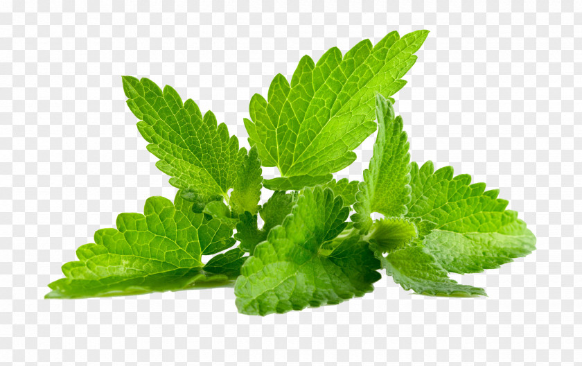 Mint Leaves PNG leaves clipart PNG