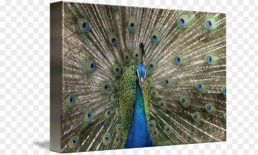 Peacock Asiatic Peafowl Bird Galliformes Feather PNG