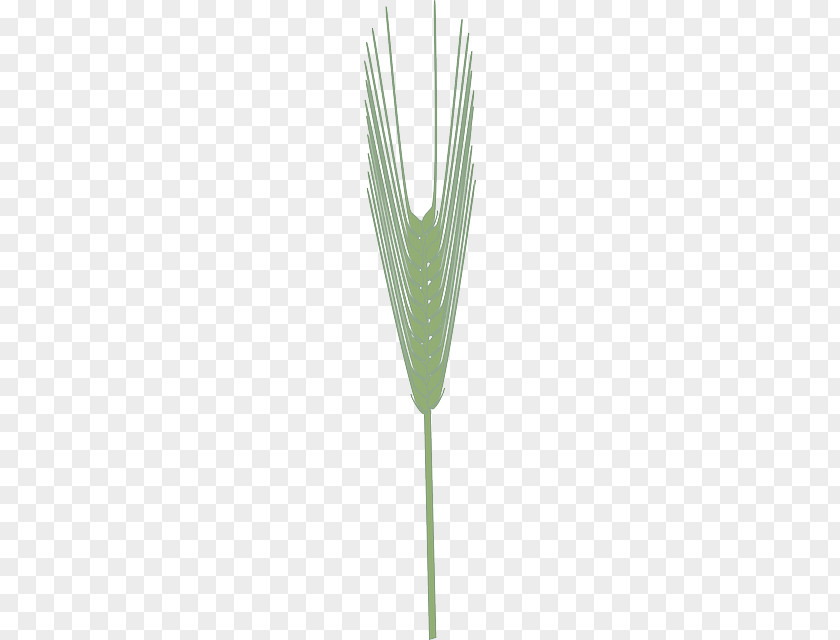 Wheat Cereal Barley Crop Agriculture PNG
