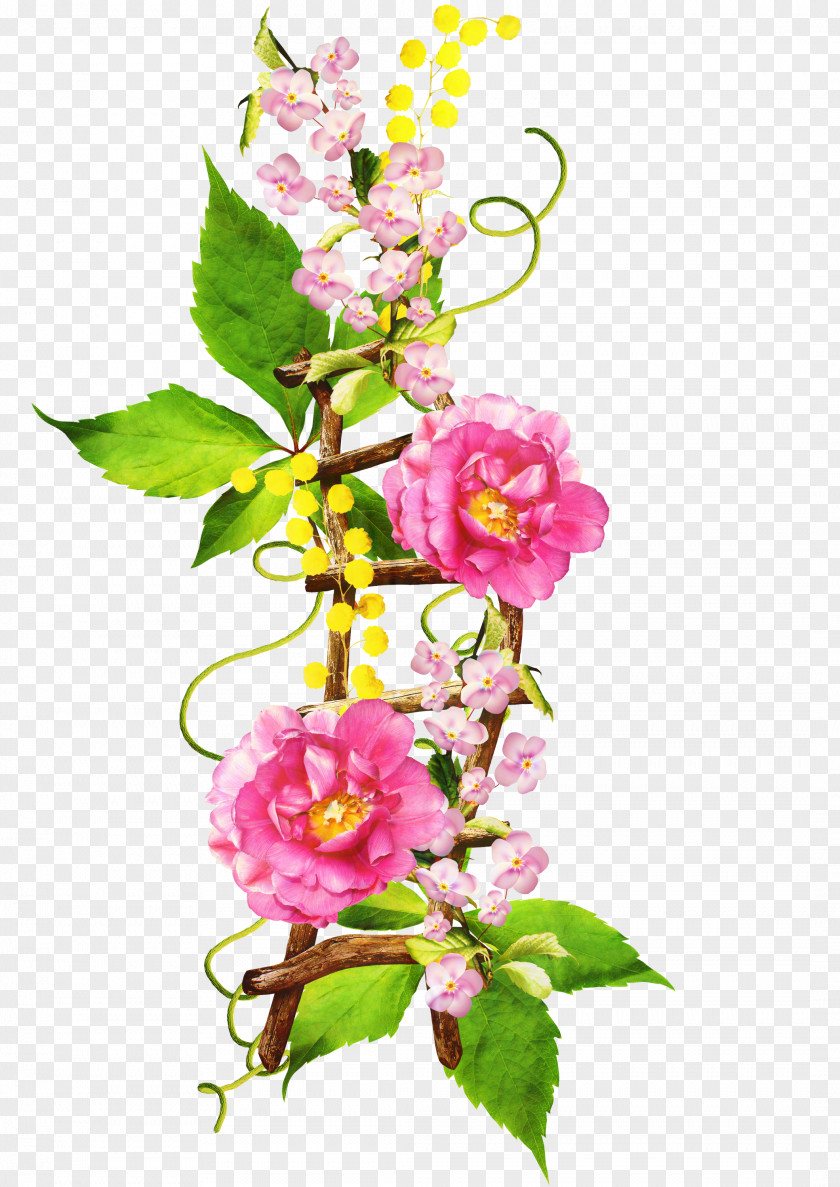 Cut Flowers Floral Design Cabbage Rose PNG
