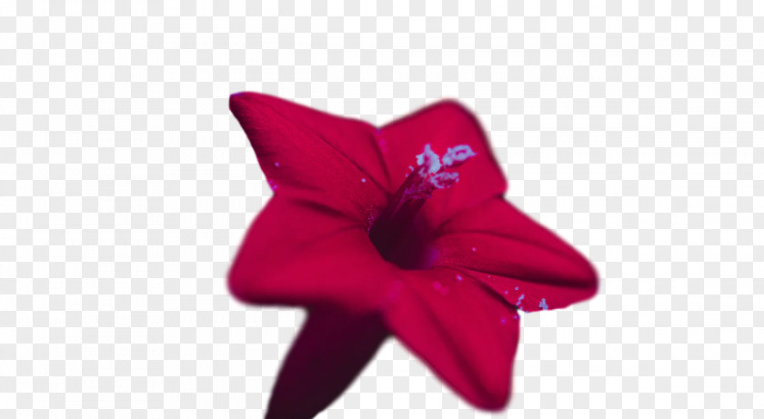 Flower Petal Red PNG