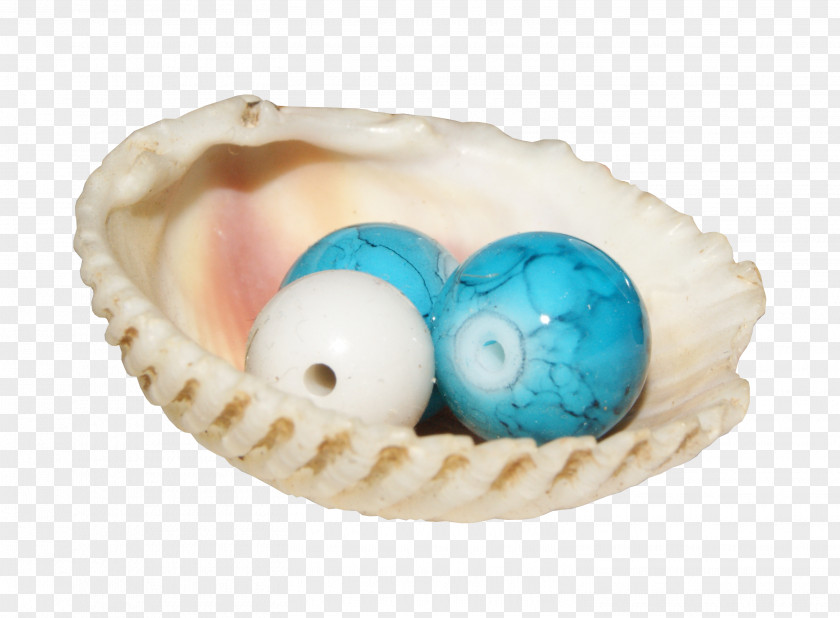 Pearl Shell Designer Seashell PNG