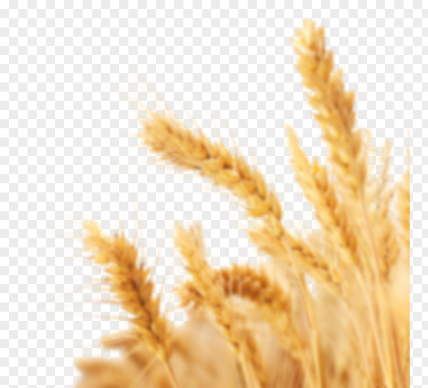 Wheat Clip Art Cereal Crop PNG