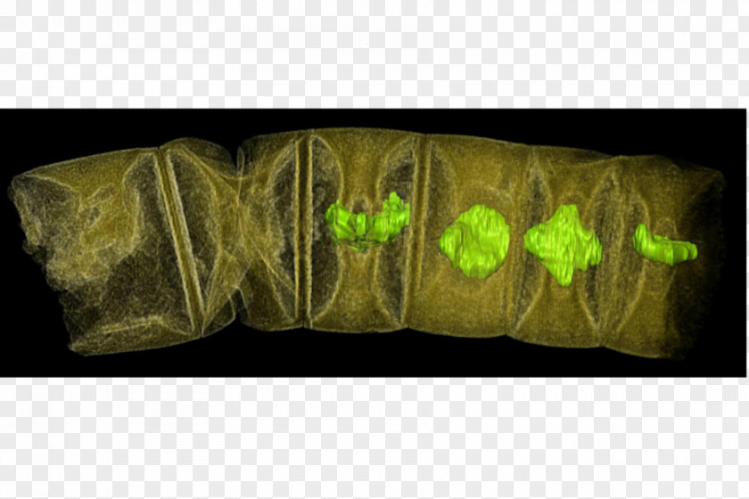 Algae Fossil Multicellular Organism Plant Science PNG