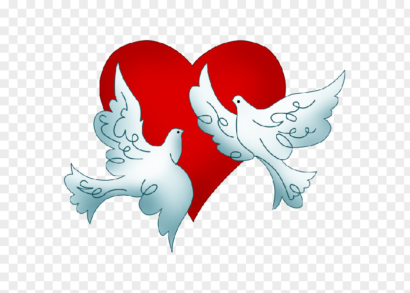 DOVE Columbidae Wedding Doves As Symbols Clip Art PNG