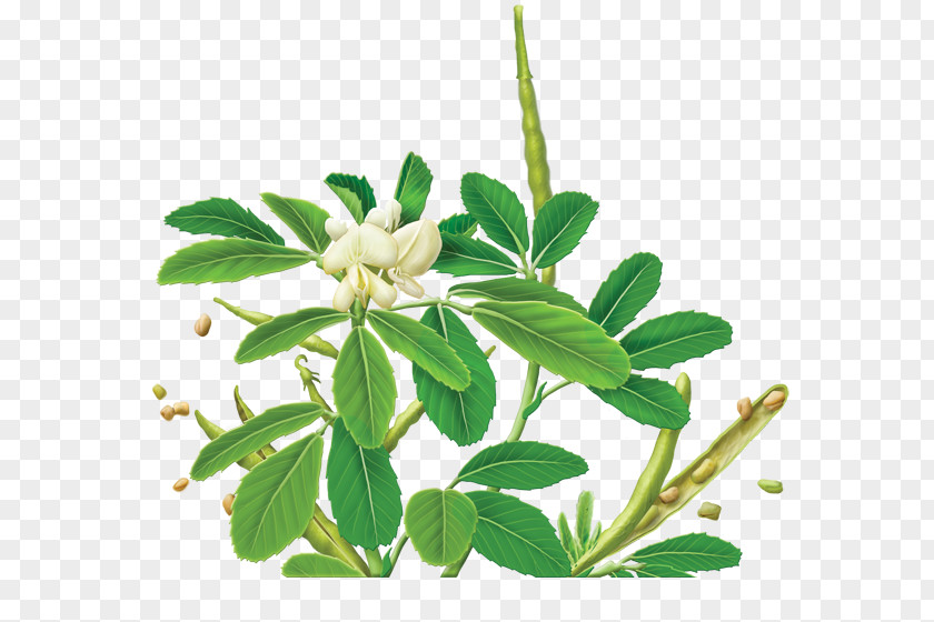 Herb Herbal Tea Organic Food Fenugreek Bag PNG