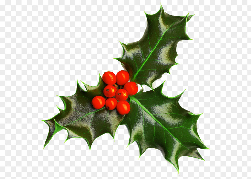 Mistletoe Christmas Decoration And Holiday Season Plants Common Holly PNG