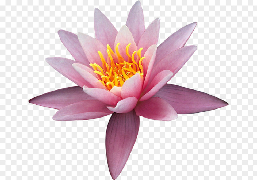 Nymphaea Clip Art PNG