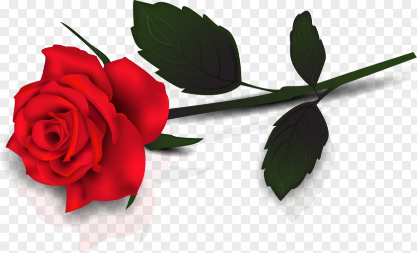 Roses Valentine's Day Rose Flower Gift Clip Art PNG