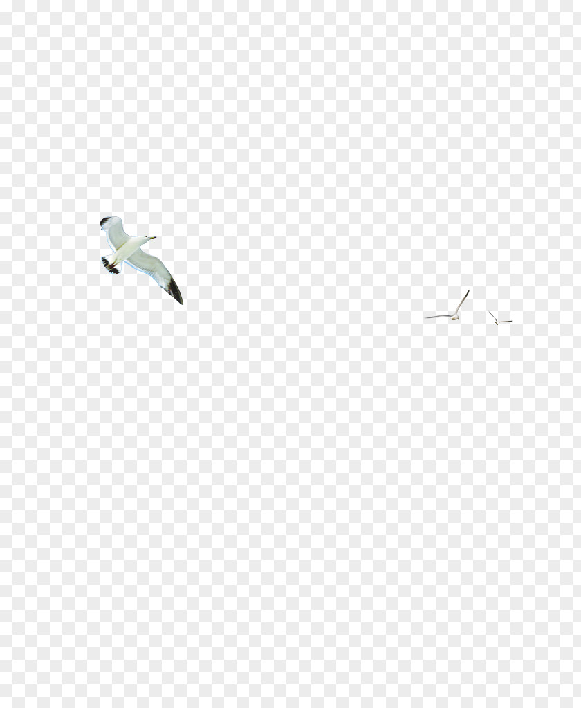 Sky Birds Download Adobe Illustrator PNG