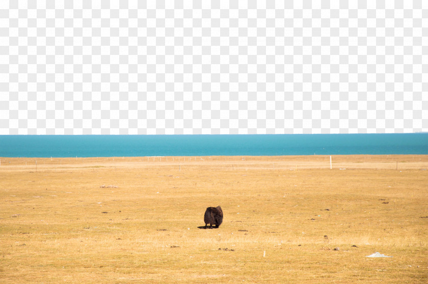 Yak Of Qinghai Lake Prairie Ecoregion Plain Wood Sky PNG