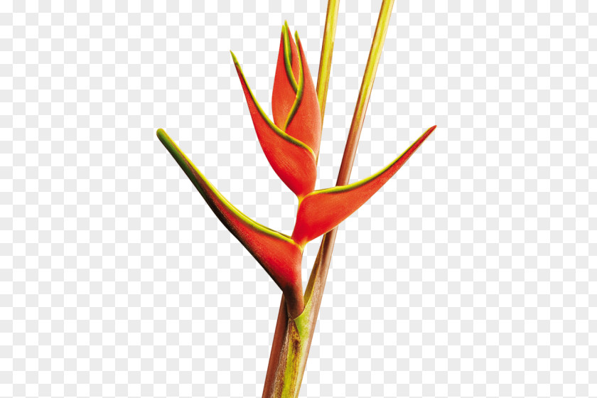 Zingiberales Pedicel Bird Of Paradise PNG