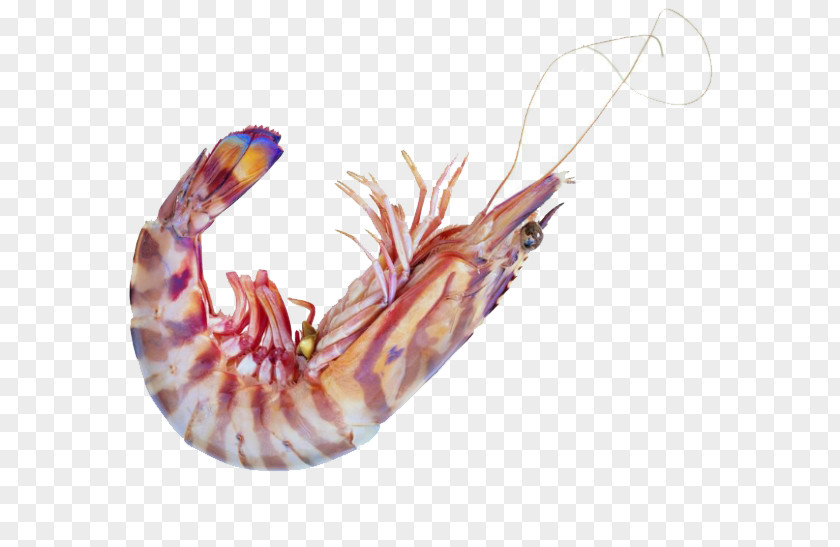 Lobster Picture Material Caridea Seafood Shrimp Astaxanthin PNG