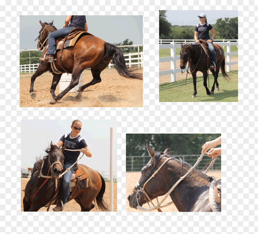Mustang Hunt Seat Mare Bridle Stallion PNG