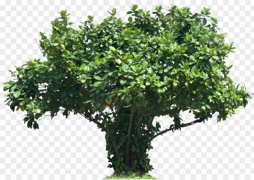 Shrubs Tree Plant Shrub Plectranthus Scutellarioides PNG