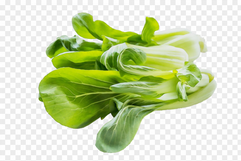 Chinese Cabbage Tatsoi Vegetable Leaf Plant Choy Sum PNG