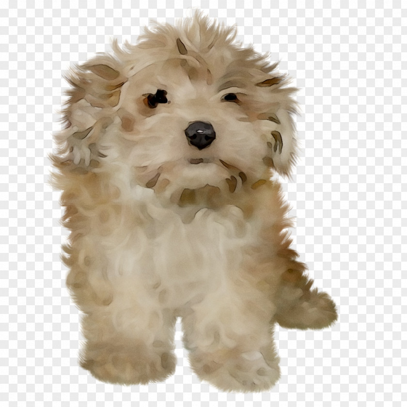 Cockapoo Cavapoo Schnoodle Dog Breed Miniature Poodle PNG