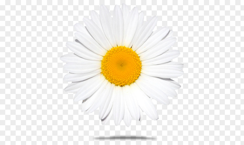 Common Daisy Stock Photography Royalty-free Oxeye PNG