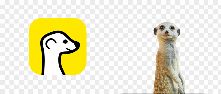 Design Compare The Meerkat Logo PNG