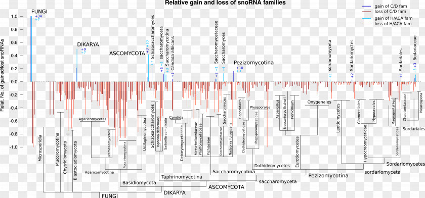 Fungi Line Angle PNG