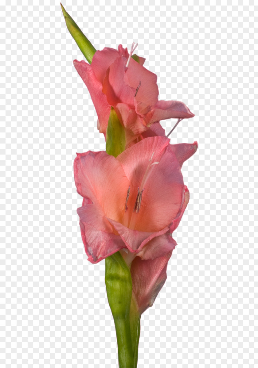 Gladiolus Cut Flowers Indian Shot Canna Rose Family PNG
