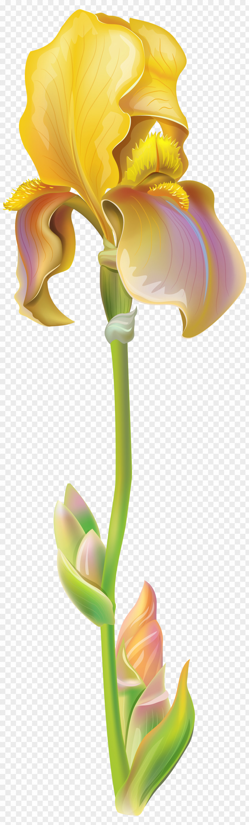 Purple Iris Flower Clipart Image Versicolor Cristata Clip Art PNG