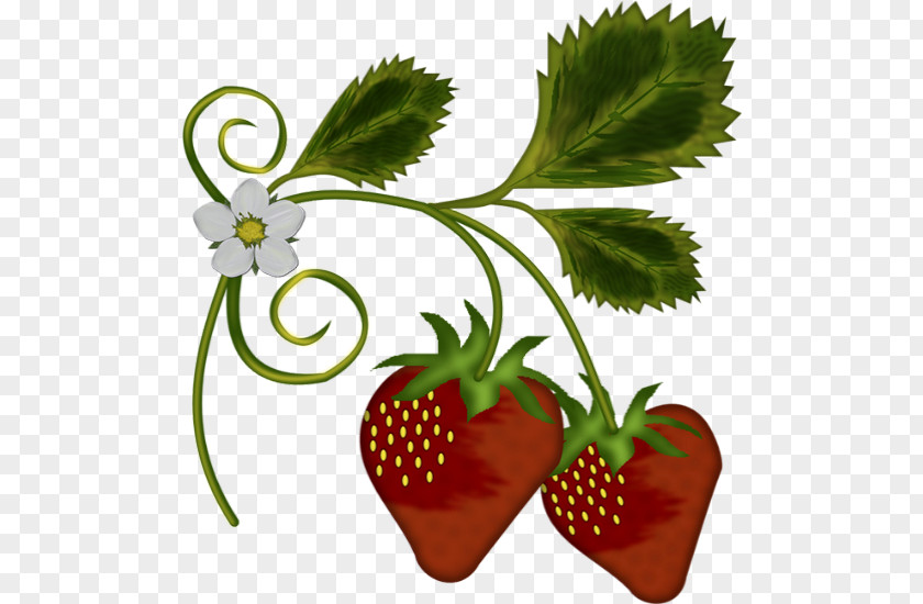 Strawberry Illustration Tree Amorodo Clip Art PNG