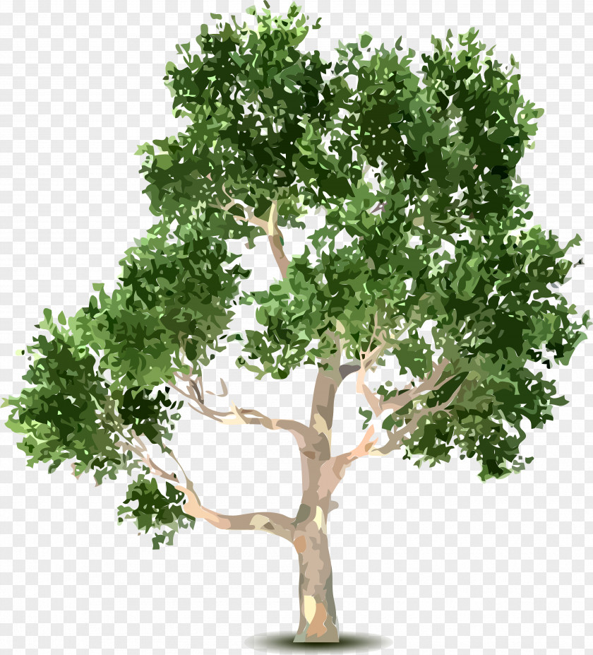 Tree Shrub Clip Art PNG