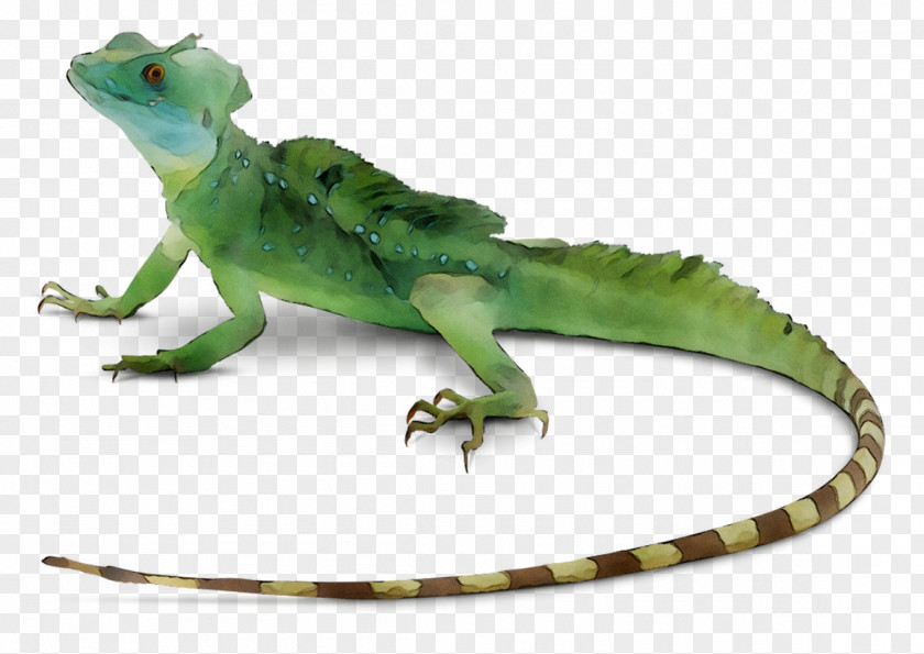 Common Iguanas Lizard Reptile Snakes Skink PNG
