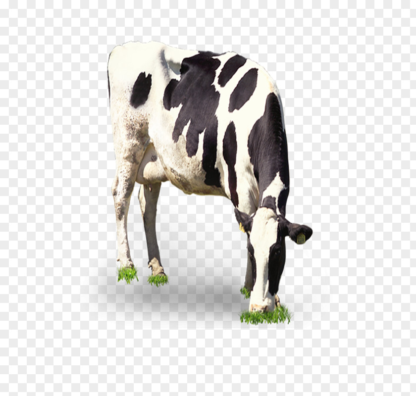 Cow Grazing Dairy Cattle Milk PNG