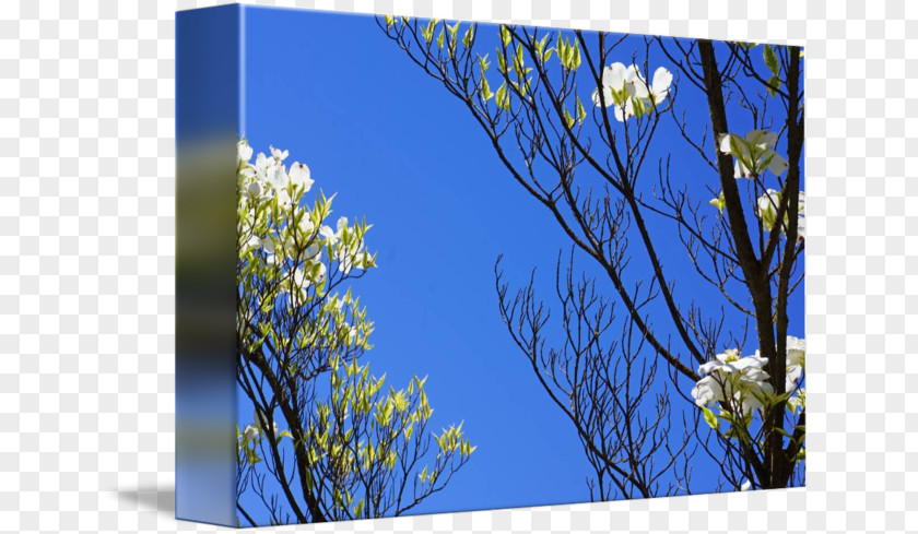 Fine Tree Meadow Desktop Wallpaper Wildflower Lawn Flowering Plant PNG