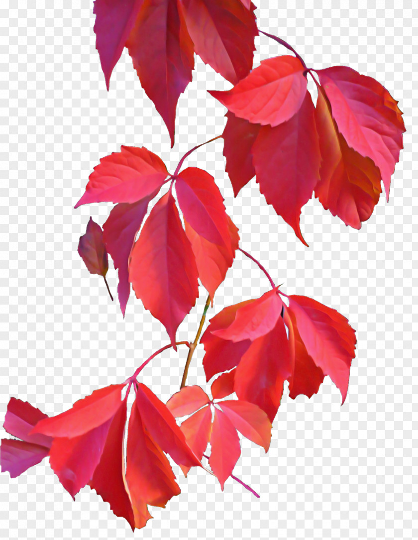 Deciduous Twig Flowering Plant Leaf Tree Red PNG