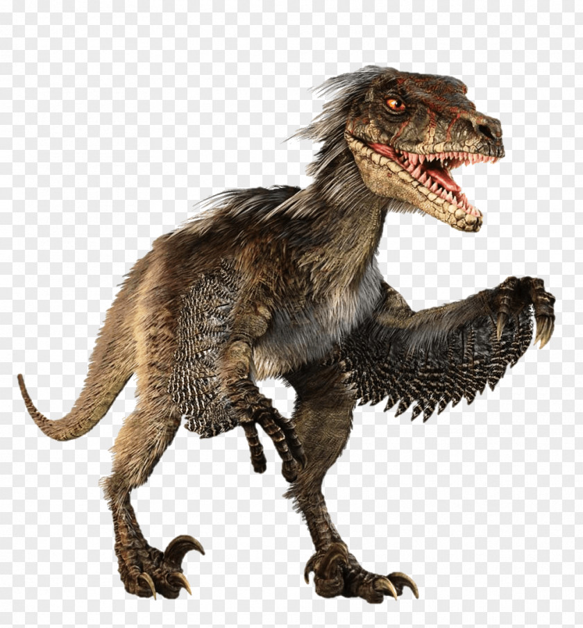 Dinosaur Velociraptor Feathered Tyrannosaurus Dromaeosaurids PNG