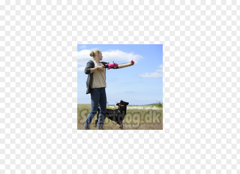 Flying Dogs Dog Walking Obedience Training Leash Pet PNG