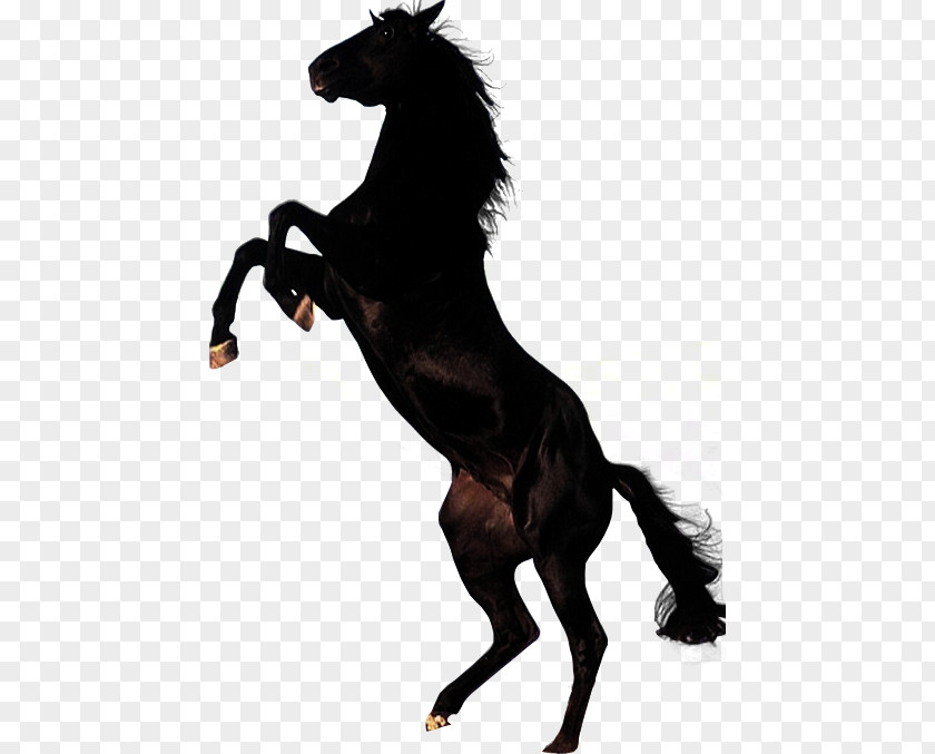 Horse Stallion Clip Art PNG