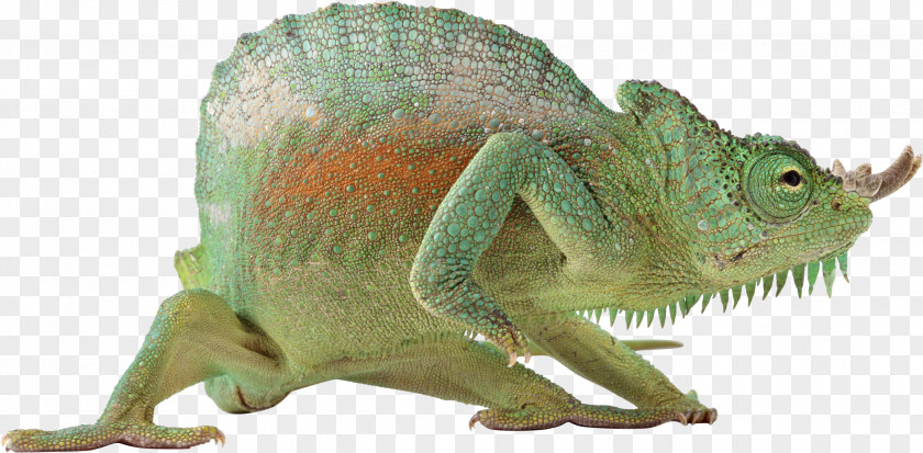 Lizard Monitor Reptile Chameleons Vertebrate PNG