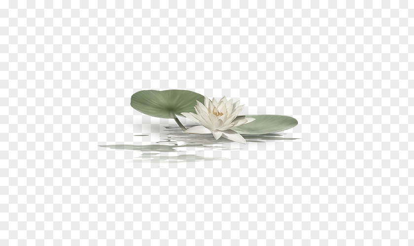 Lotus Chinese Style Nelumbo Nucifera PNG