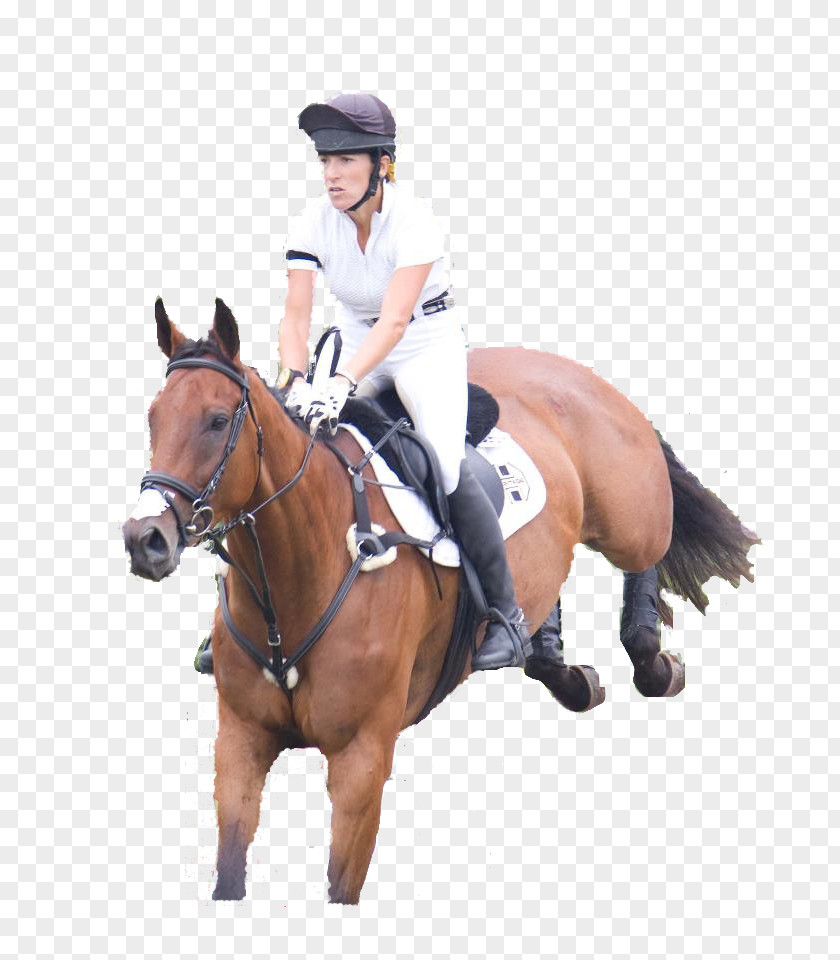 Loveliness Hunt Seat Hobby Farm Horse Rein PNG