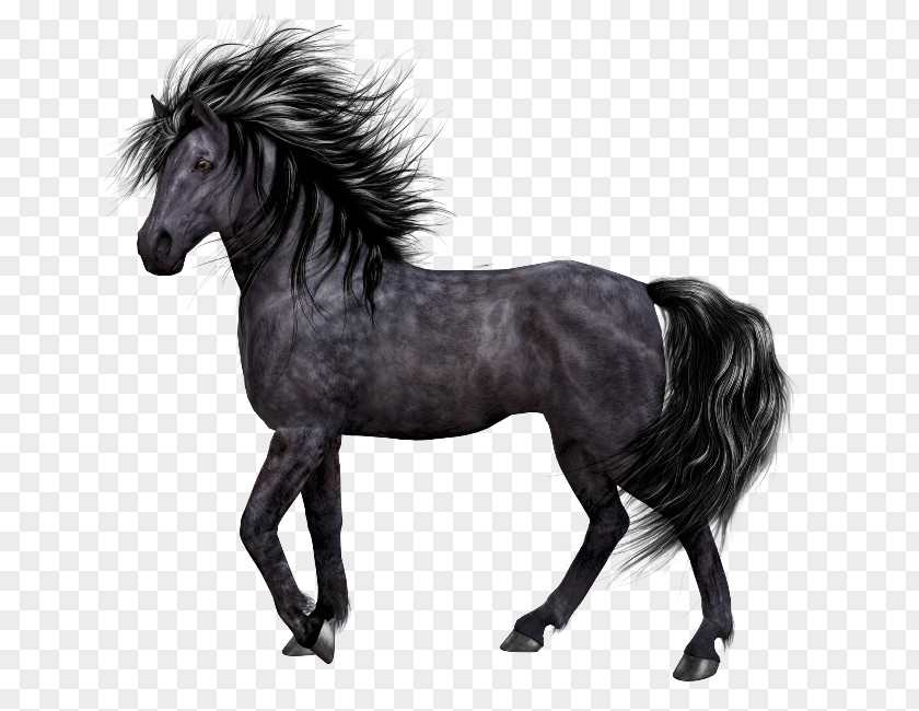 Mustang Pony Mane Stallion PNG